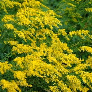 Solidago odora 