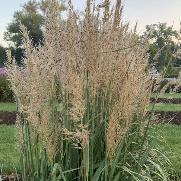 Sorghastrum nutans Golden Sunset™ 