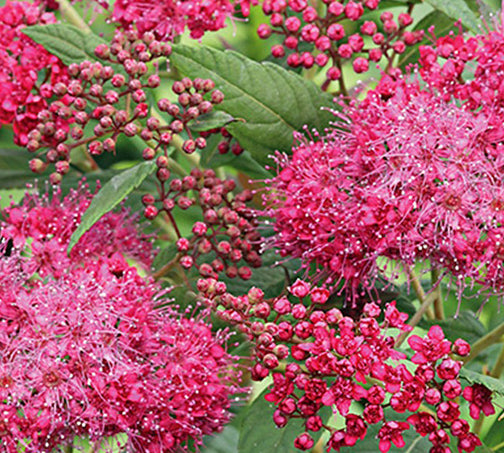 Spiraea Plumtastic 