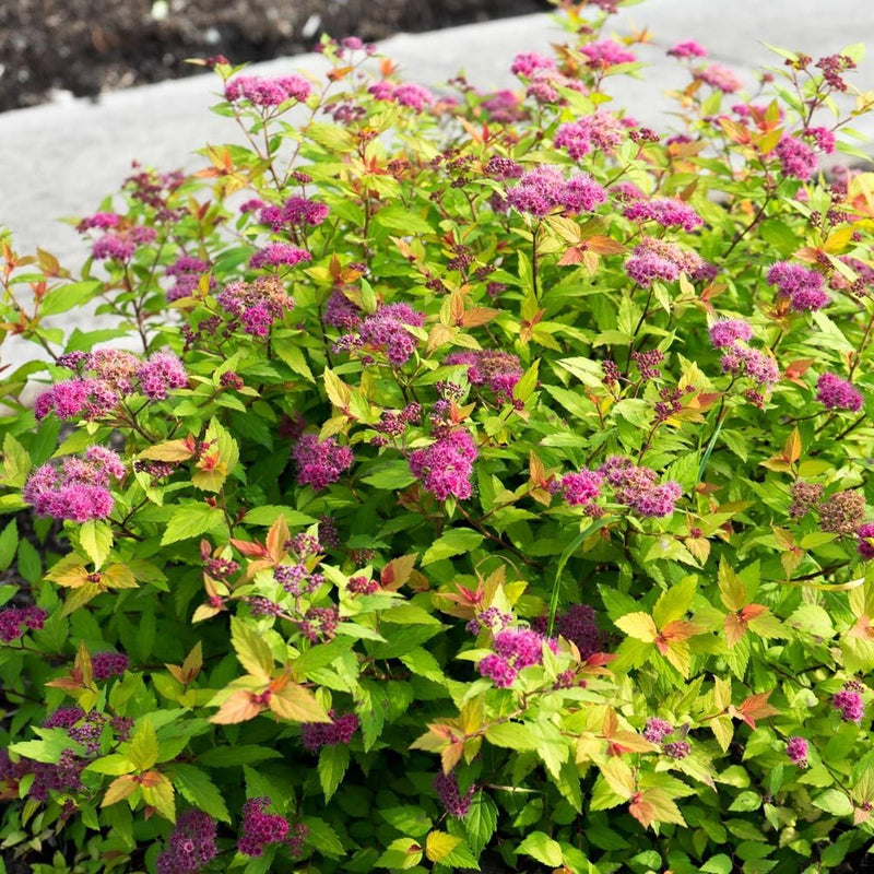 Spiraea Rainbow Fizz 