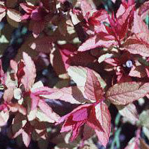 Spiraea Gold Flame 