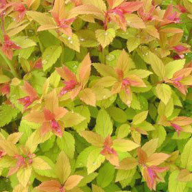Spiraea Magic Carpet 