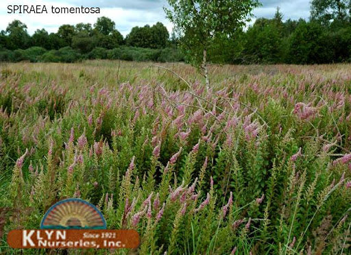 Spiraea tomentosa 