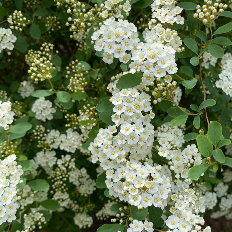 Spiraea van Renaissance 