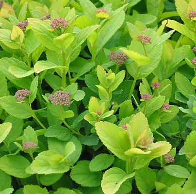 Spiraea bet Pink Sparkler 