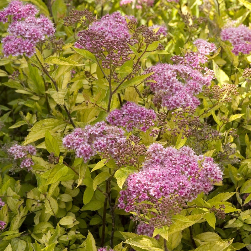 Spiraea Limemound 