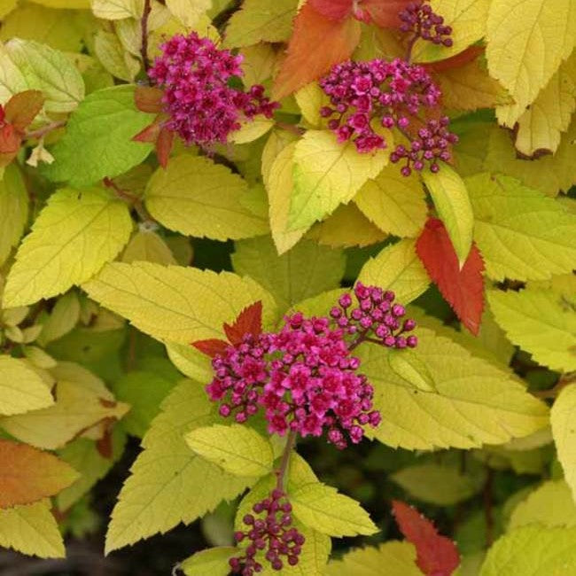 Spiraea Candy Corn 