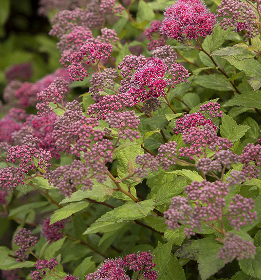 Spiraea Lil&