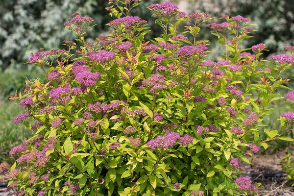 Spiraea Little Spark 