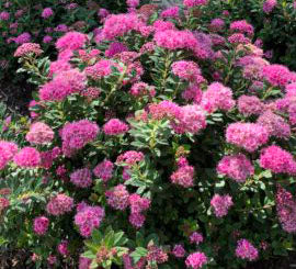 Spiraea Poprocks Petite 