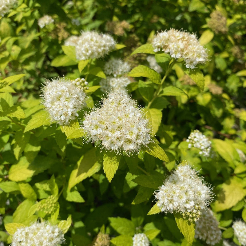 Spiraea White Gold 