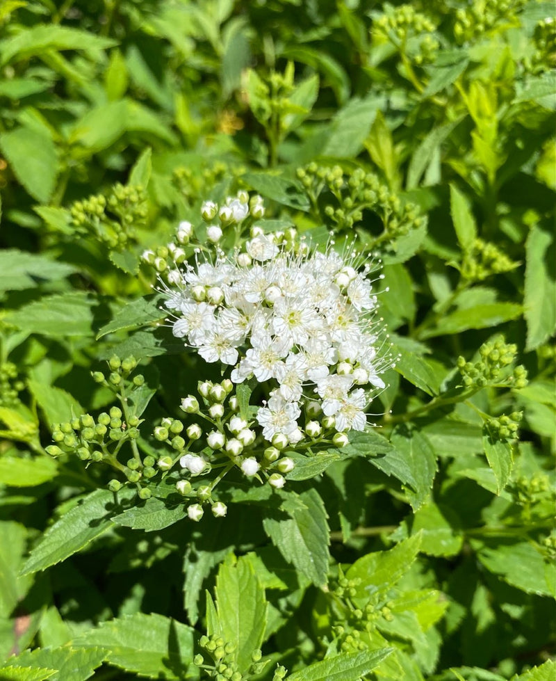 Spiraea Yeti 