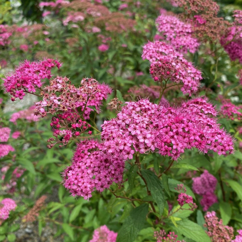 Spiraea Neon Flash 