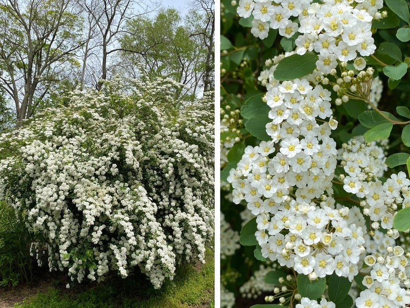 Spiraea vanhouttei 