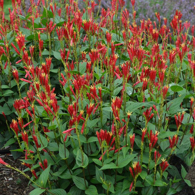Spigelia marilandica Little Redhead 