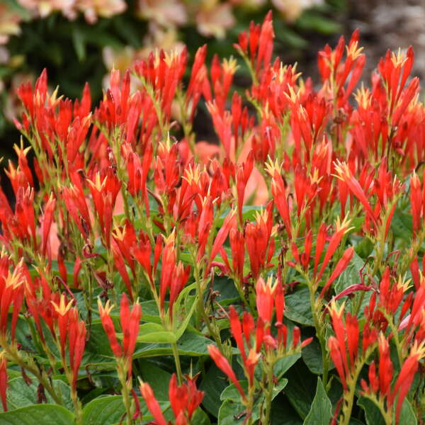 Spigelia marilandica Ragin Cajun 