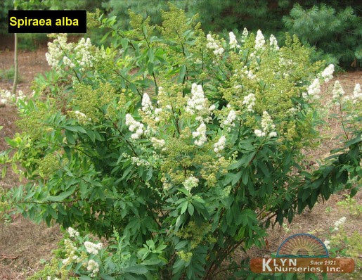 Spiraea Alba 