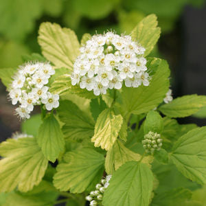 Spiraea bet Glow Girl 