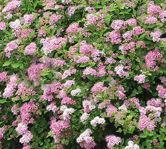 Spiraea Little Princess 