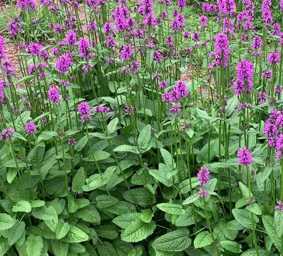 Stachys Hummelo 