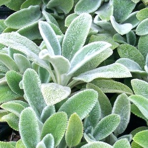 Stachys Silver Carpet 1 qt