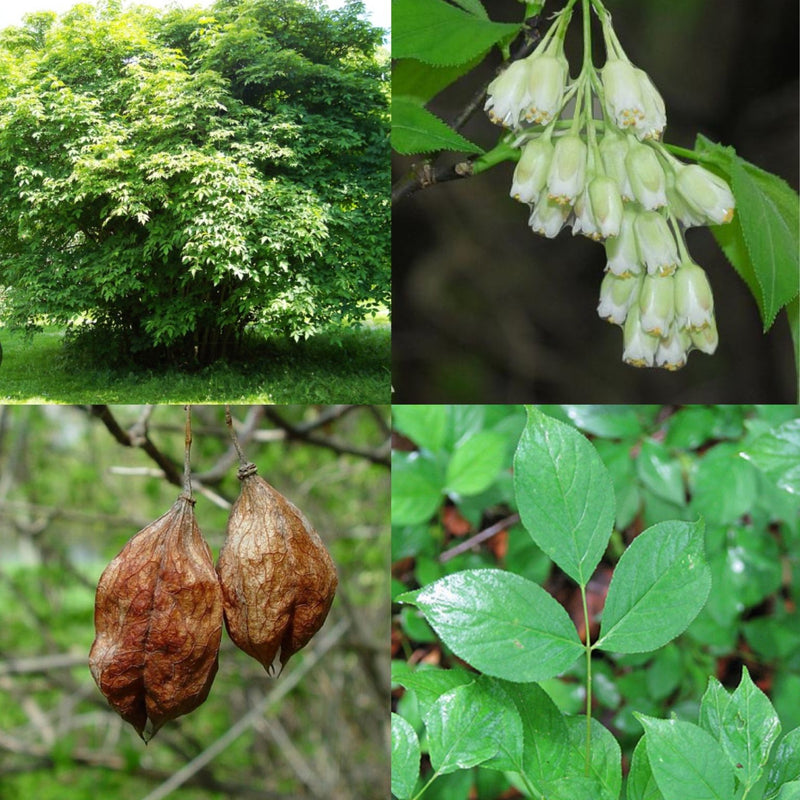 Staphylea trifolia 