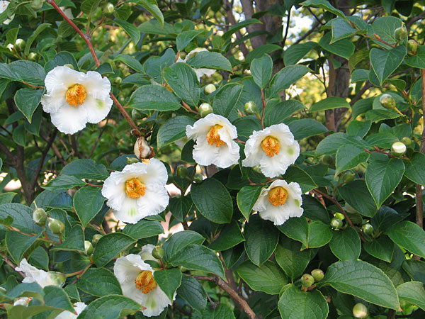 Stewartia pseudocamellia 5&