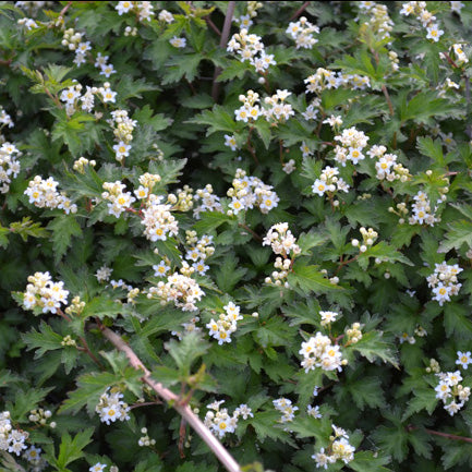 Stephanandra incisa Crispa 