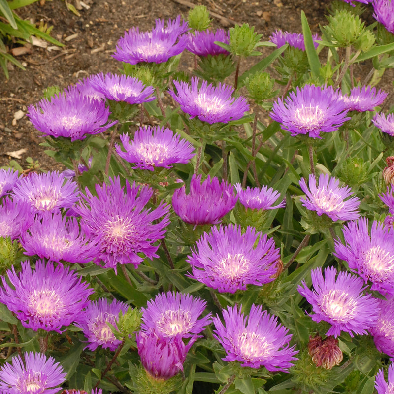 Stokesia Honeysong Purple 