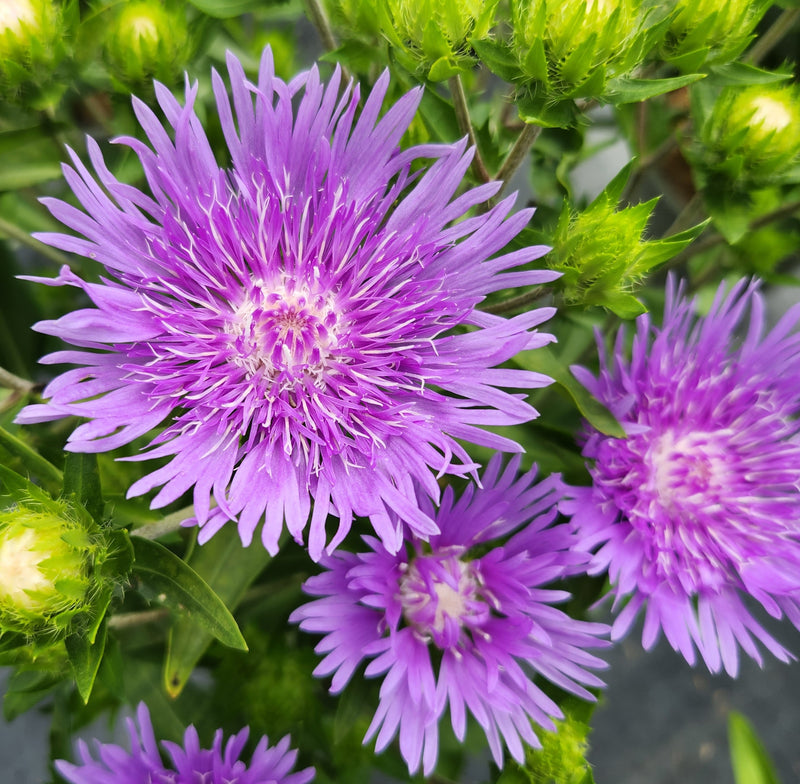 Stokesia Mel&