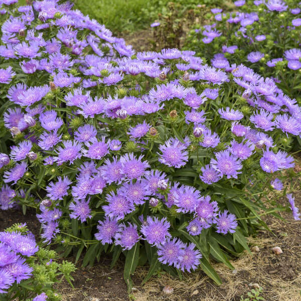 Stokesia Riptide PW