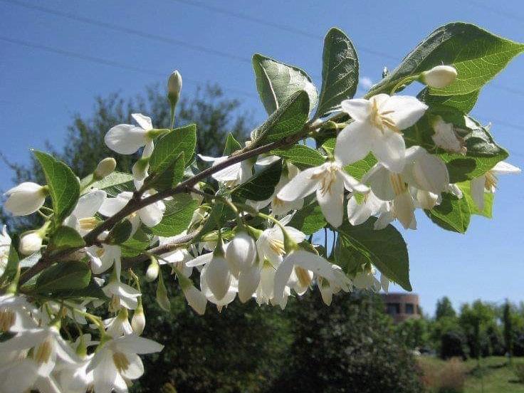 Styrax jap Emerald Pagoda 5&