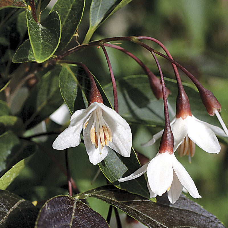 Styrax jap Evening Light specimen