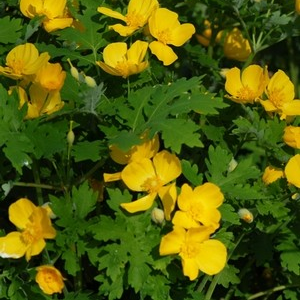 Stylophorum diphyllum 