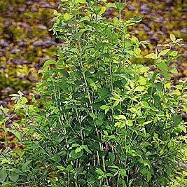 Symphoricarpos Magic Berry 