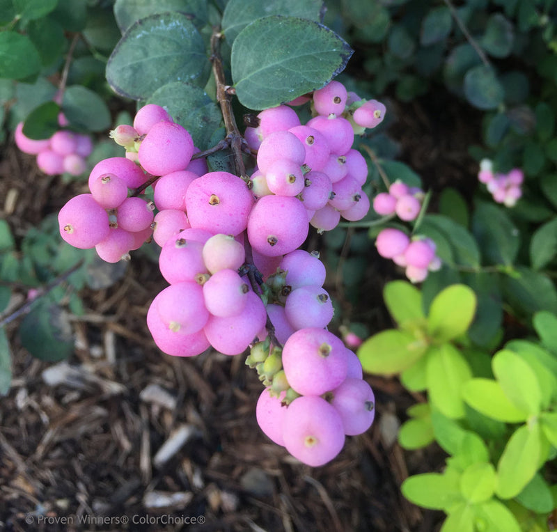 Symphoricarpos Proud Berry 