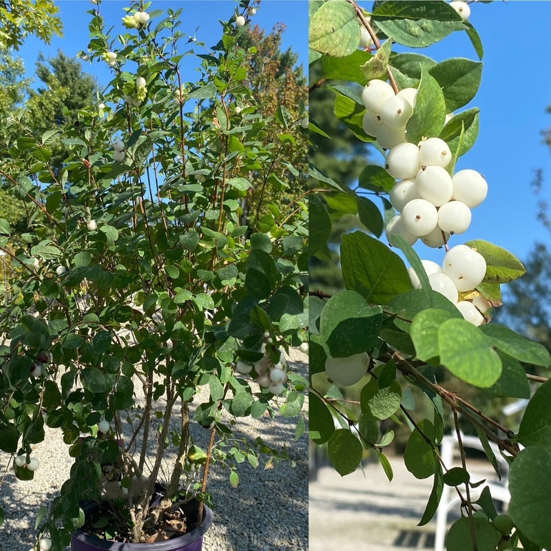 Symphoricarpos Galaxy 