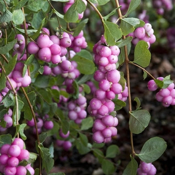 Symphoricarpos Pink Symphony 