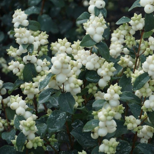 Symphoricarpos White Symphony 