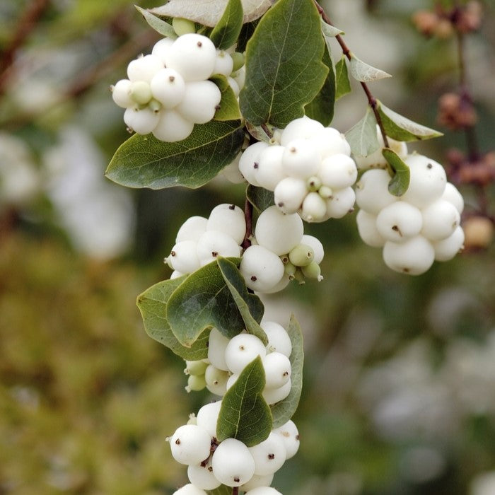 Symphoricarpos