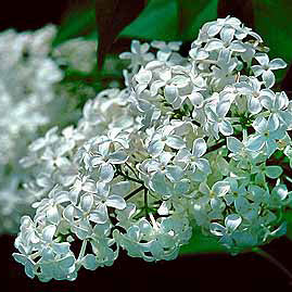 Syringa h Mount Baker 