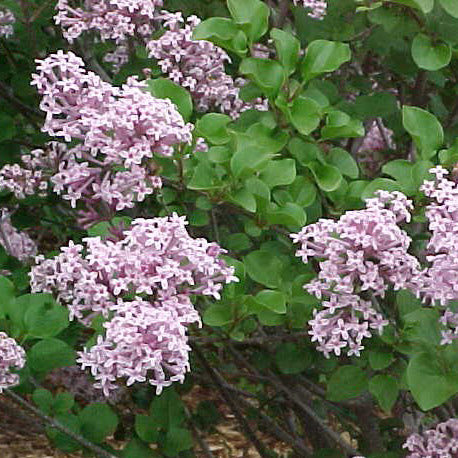 Syringa meyeri Palibin 2&