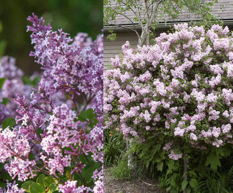 Syringa pat Miss Kim 