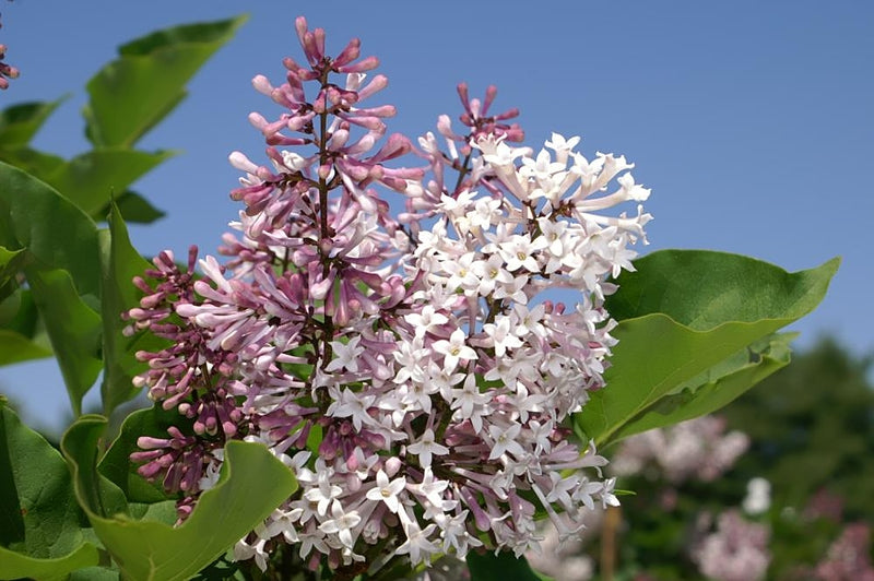 Syringa pat Miss Kim 2.5&