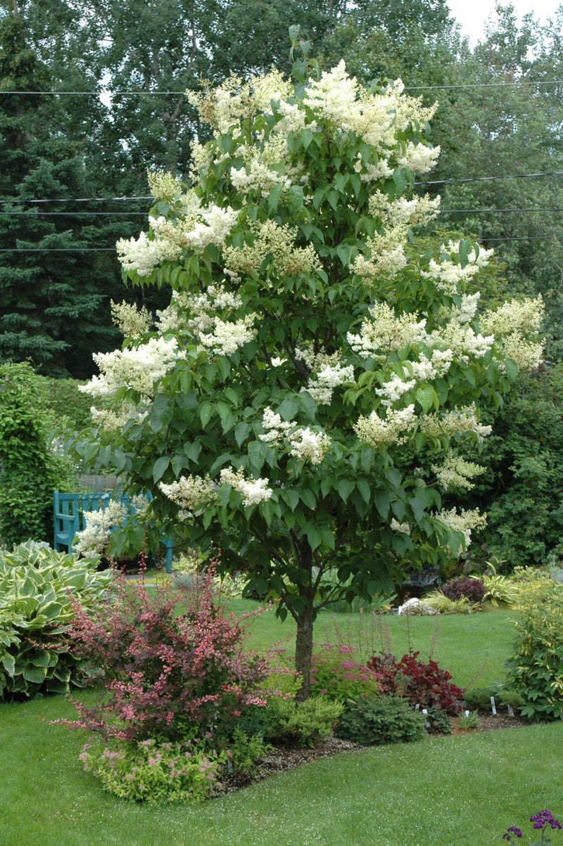 Syringa ret Ivory Silk 2"