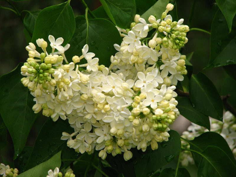 Syringa v Primrose 