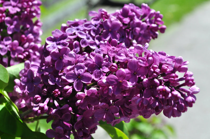 Syringa v Agincourt Beauty 