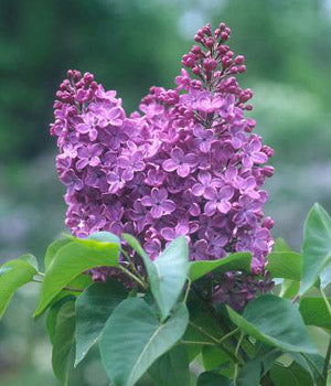 Syringa v Ludwig Spaeth 