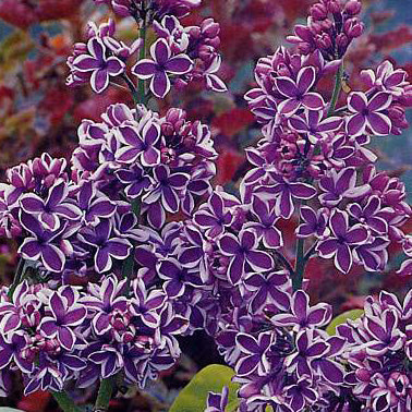 Syringa v Sensation 