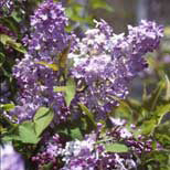 Syringa h Assissippi 